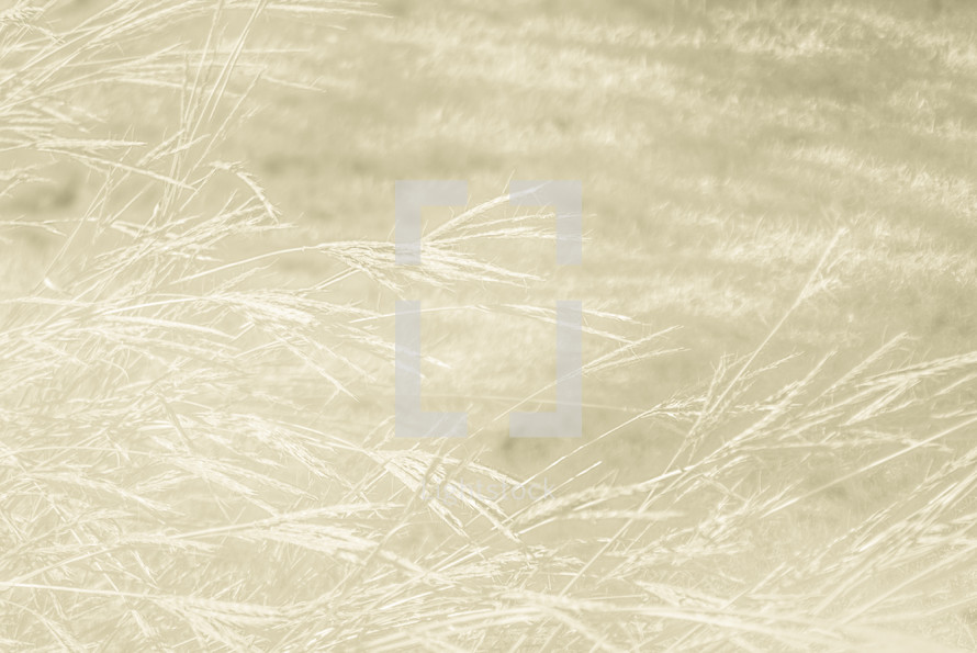 long grasses in tan tones