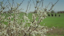 Herd of horses on a pasture with flowering trees. Pan shot.