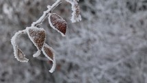 Snow and ice on leaves of a tree
