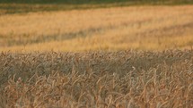 A field of ripe wheat ready for harvest