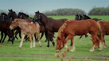 Herd of horses galloping on a spring pasture.