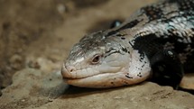 Blue-tongued Skink Reptile Resting On The Rocks In Australian Wilderness. Close Up	