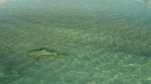 Shark Swimming near Shore from above, aerial view	
