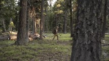 Hunter hiking through woods