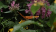 Orange butterfly in summer nature on flower in cinematic slow motion.