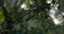 Limes hanging on tree branch in forest