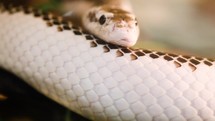 snake's tongue in slow motion 