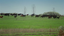 Herd of horses galloping on a pasture in springtime.
