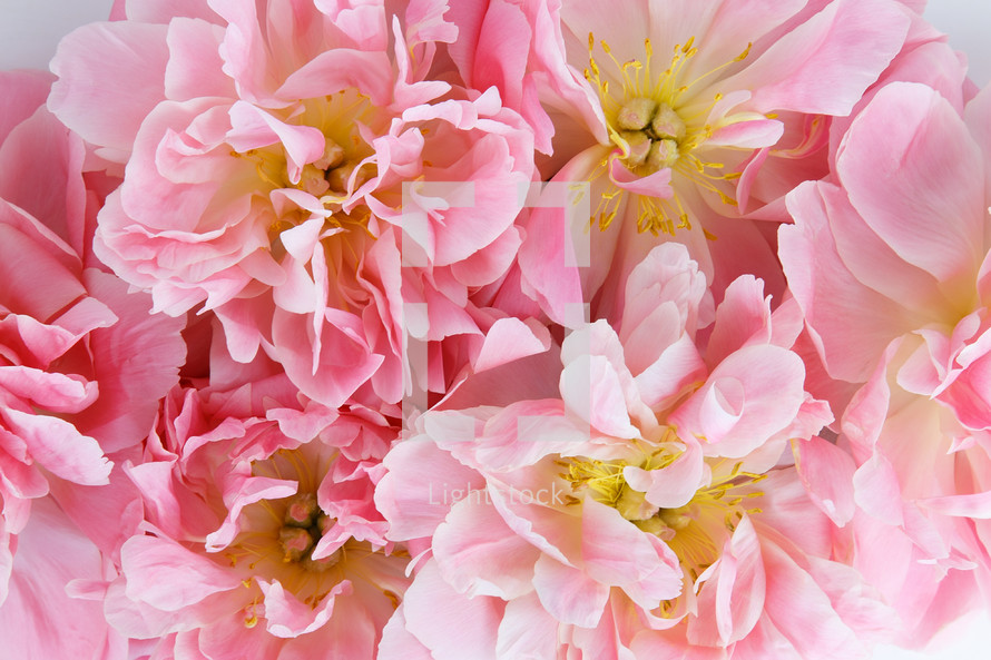 closeup of pink flowers 