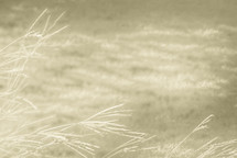 long grasses along two edges in tan tones
