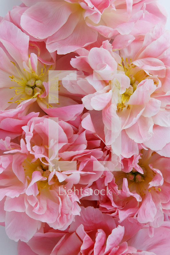closeup of pink flowers 