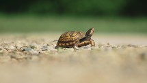 Box Turtle In Summer Shell Tortise Animal Nature Springtime