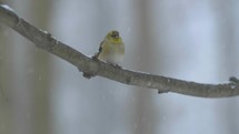 Winter Wildlife Birds American Goldfinch 4K Nature