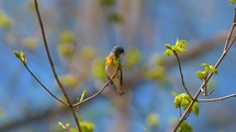 Springtime Birds Migration Northern Parula Warbler 4K