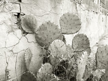 cactus and old concrete wall 