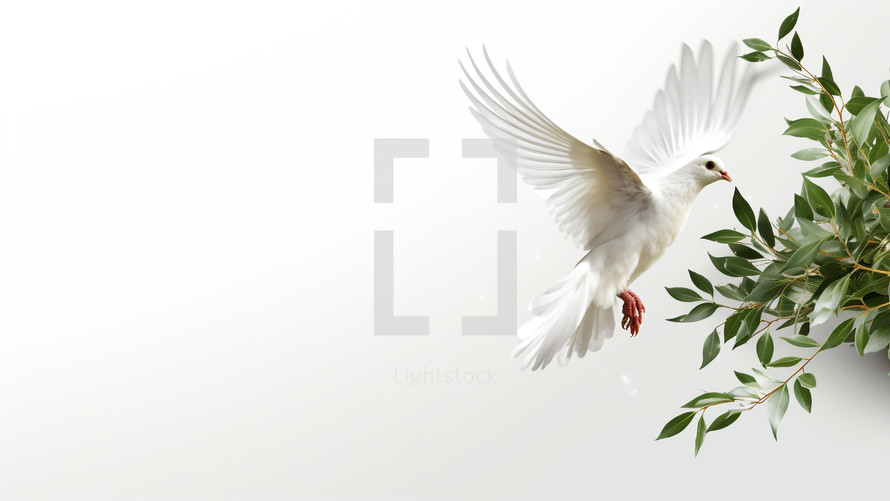 Dove flies on an olive branch and white background
