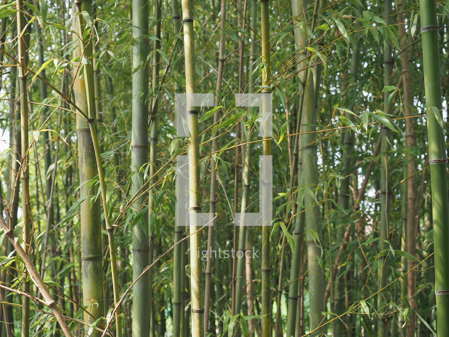 bamboo tree (scientific classification Bambusoideae) 