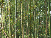 bamboo tree (scientific classification Bambusoideae) 