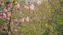 Flowers blossoming on a bush in Spring.