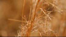 straw and tall brown grasses blowing in the breeze 