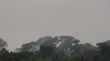 Lush Vegetation In Foggy Amazon Rainforest, Ecuador - static	