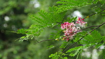 The Blossoms of Cassia Javanica Are Blooming In Springtime. Selective Focus Shot
