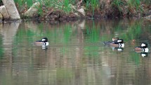 Hooded Merganser Ducks Swimming