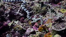 Black & White Banded Sea Snake from the Banda Sea in indonesia