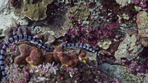 Black & White Banded Sea Snake from the Banda Sea in indonesia