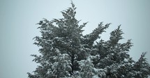 Slow motion Christmas snow background. Snowflakes, snow flakes falling in slow motion during winter snow storm on green pine tree.