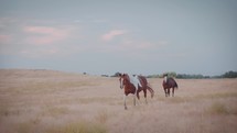 Two horses slowly walk up in a dry pasture