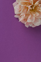 peonies on a purple background 