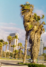 Palm Trees in Tel Aviv, Israrel
