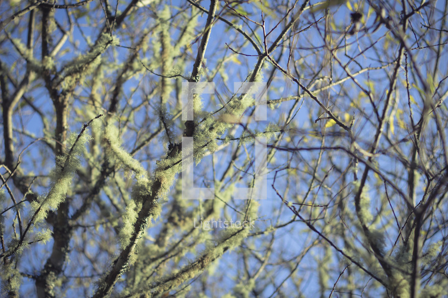 lichen on a branch 