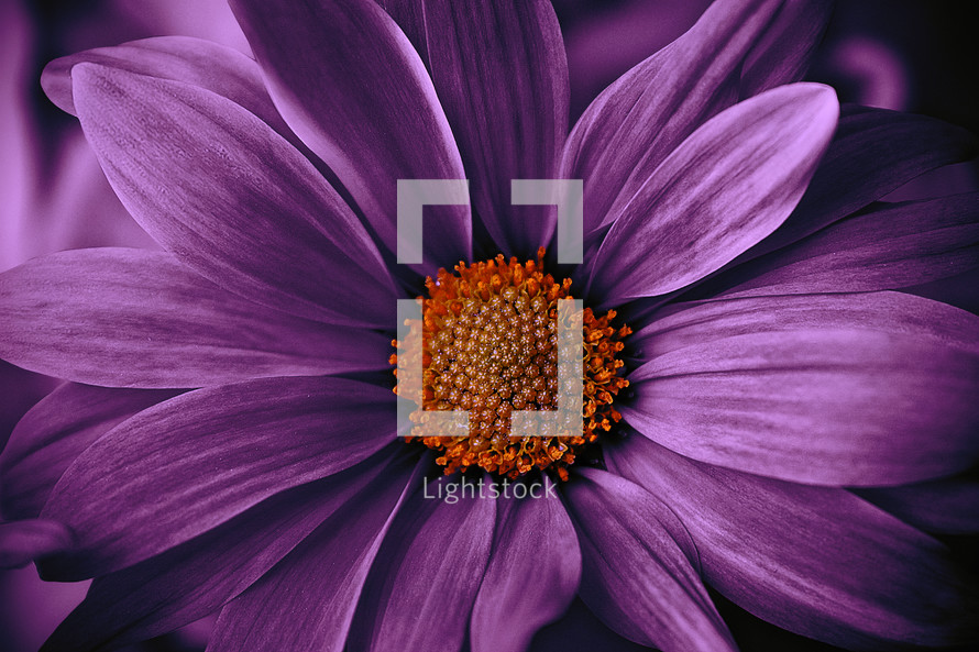closeup of purple flower with orange center