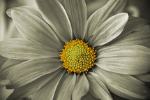 daisy center with altered color effect on petals