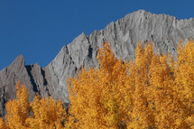 autumn leaves in front of a mountain peak