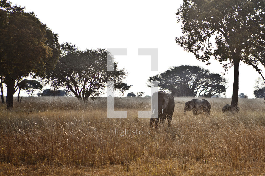 Elephants in field
