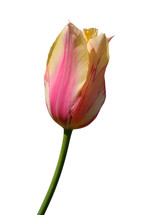 Tulip bloom.