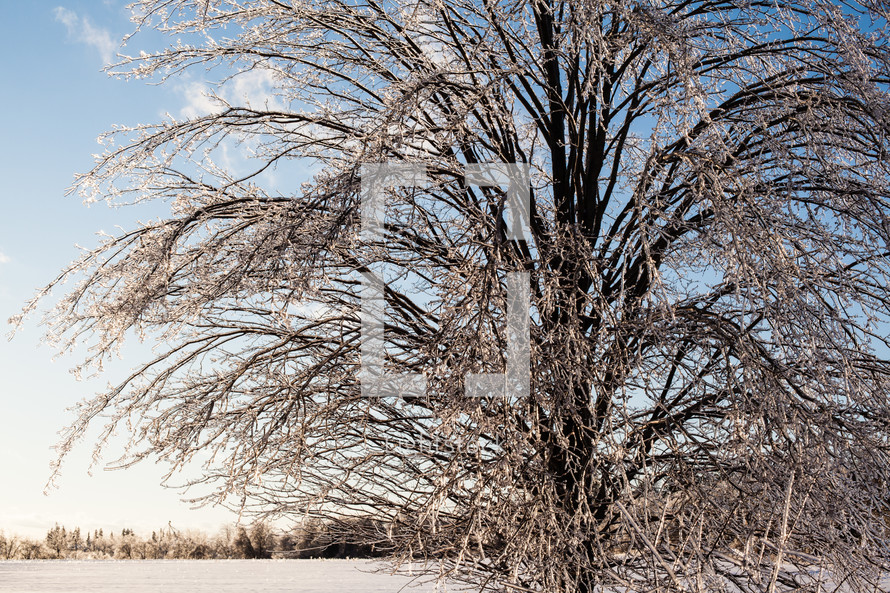 Ice-Covered Tree after Winter Storm is Sunlit
