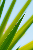 fly on bright green yucca leaves 
