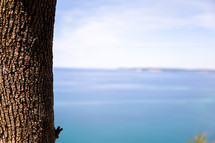 tree trunk and calm blue water 