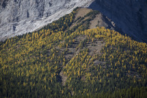 trees on a mountainside 