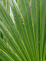 Wet palm fronds 