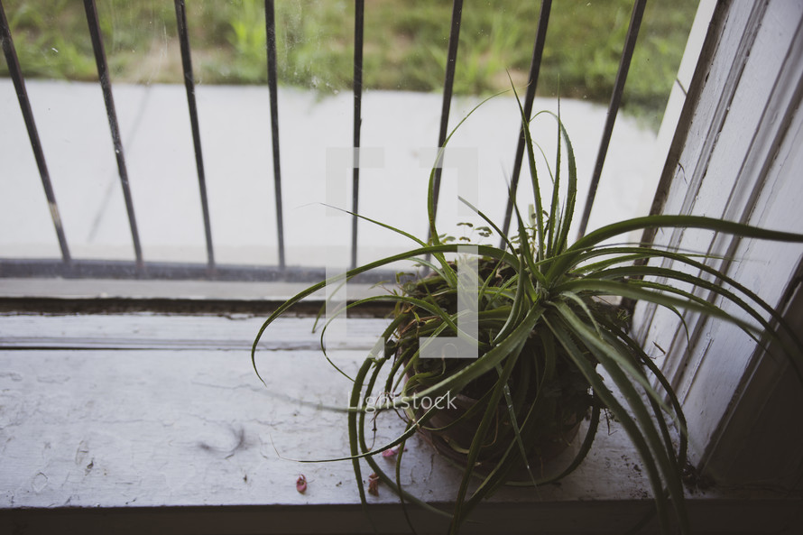 potted plant in a window sill 