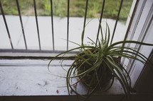 potted plant in a window sill 