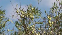 Olive in Calabria countryside tree