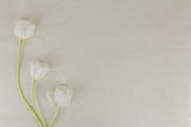 white tulips on a white background 