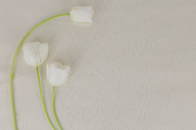 white tulips on a white background 