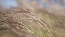 Panning through tall wheat grass with high shutter speed on a windy day.